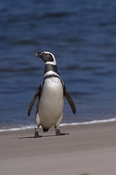 magellanic penguin, Spheniscus magellanicus, along a beach on the Falkland Islands