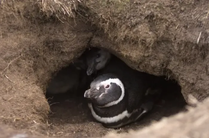 Framed Print : magellanic penguin, Spheniscus magellanicus, with chicks, Falkland Islands, South