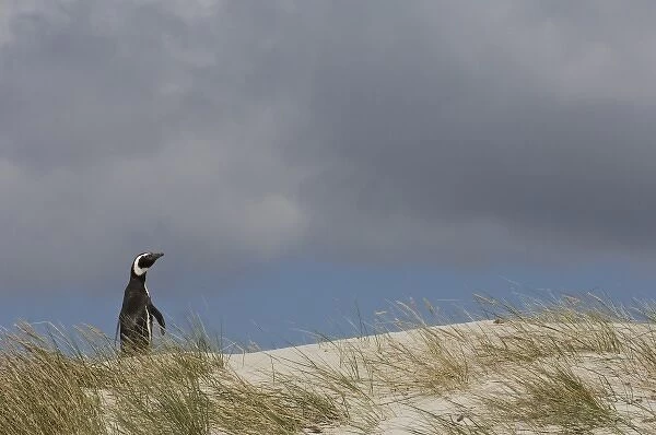 Magellanic Penguin (Spheniscus magellanicus) on Keppel Island, north coast of West Falkland