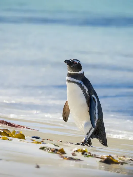 Framed Print : Magellanic Penguin (Spheniscus magellanicus) at beach. South America, Falkland Islands Framed Print : Magellanic Penguin (Spheniscus magellanicus) at beach. South America, Falkland Islands