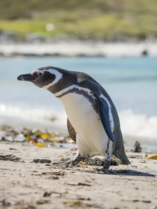 Framed Print : Magellanic Penguin (Spheniscus magellanicus) at beach. South America, Falkland Islands Framed Print : Magellanic Penguin (Spheniscus magellanicus) at beach. South America, Falkland Islands