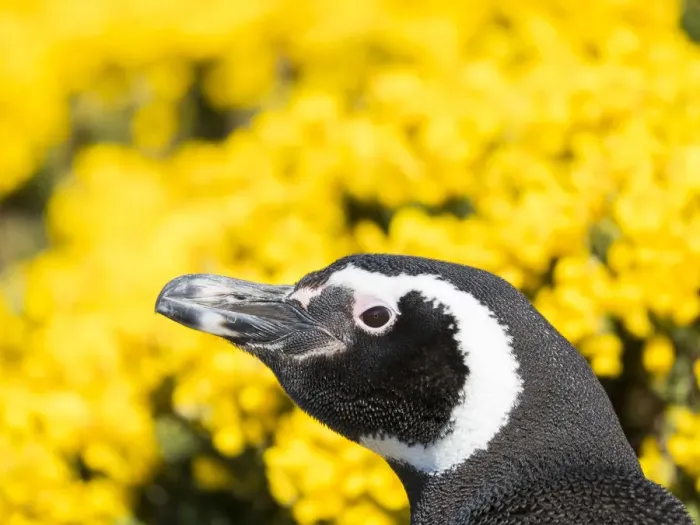 Framed Print : Magellanic Penguin (Spheniscus magellanicus) at burrow in front of yellow flowering gorse