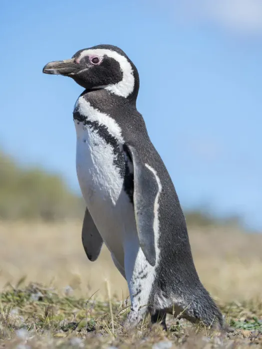 Framed Print : Magellanic Penguin (Spheniscus magellanicus) in colony in Valdes Framed Print : Magellanic Penguin (Spheniscus magellanicus) in colony in Valdes