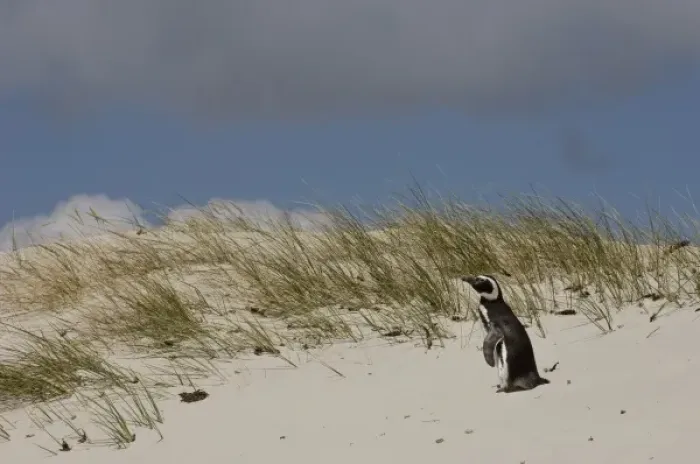 Framed Print : Magellanic Penguin (Spheniscus magellanicus) on Keppel Island, north coast of West Falkland Framed Print : Magellanic Penguin (Spheniscus magellanicus) on Keppel Island, north coast of West Falkland