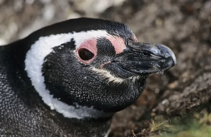 Framed Print : Magellanic penguin (Spheniscus magellanicus) looking out of a burrow