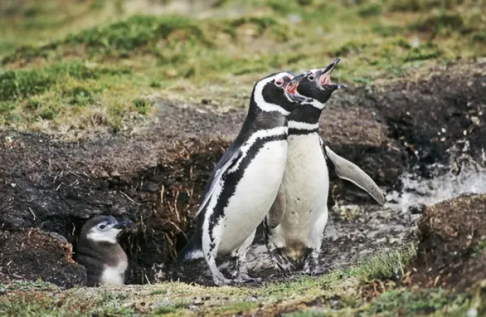 Framed Print : Magellanic penguin (Spheniscus magellanicus) parents with chick at burrow