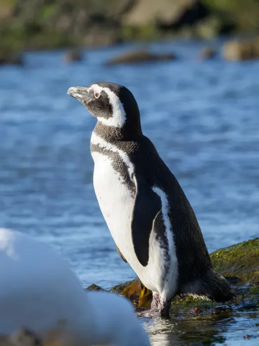 Framed Print : Magellanic Penguin (Spheniscus magellanicus) at rocky shore