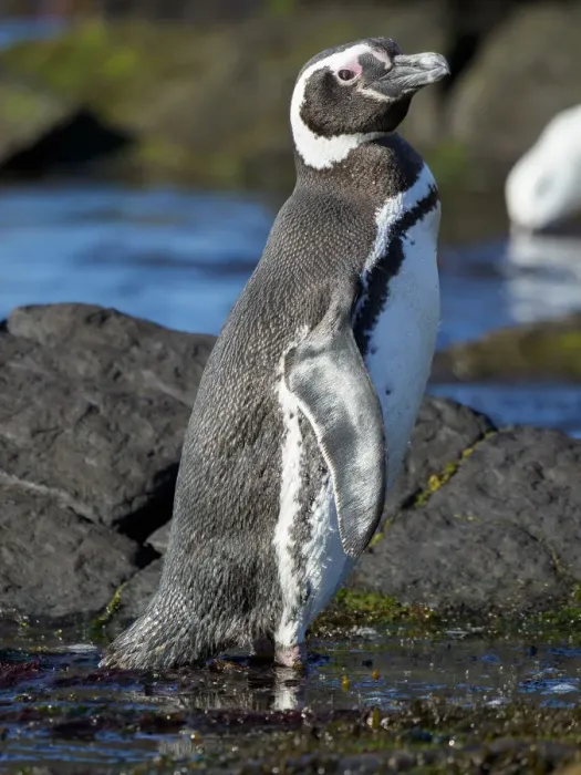 Framed Print : Magellanic Penguin (Spheniscus magellanicus) at rocky shore