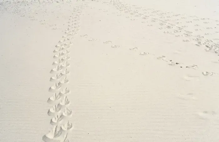 Framed Print : Magellanic penguin (Spheniscus magellanicus) tracks in sand Framed Print : Magellanic penguin (Spheniscus magellanicus) tracks in sand