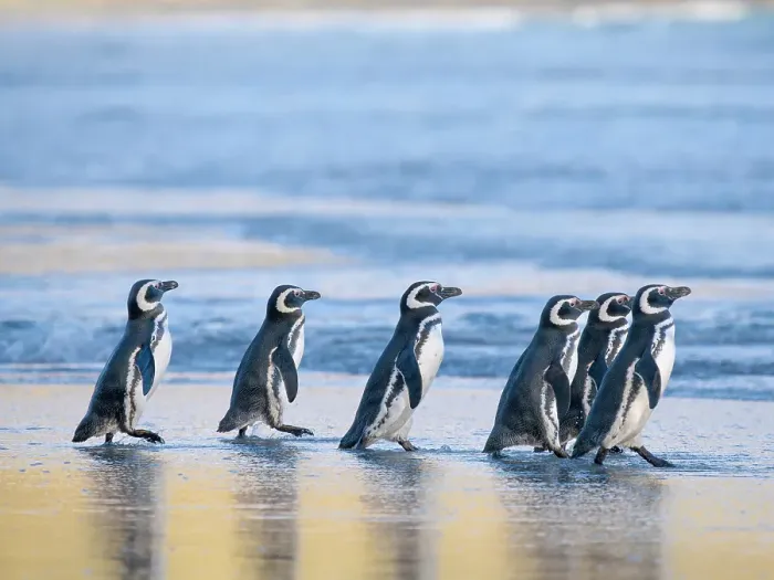 Framed Print : Magellanic Penguin (Spheniscus magellanicus) walking to the sea during early morning at sunrise. South America, Falkland Islands, Saunders Island, spring