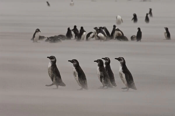 Magellanic Penguins (Spheniscus magellanicus) Adults and juveniles on beach. The