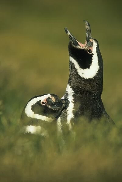 Magellanic Penguins, (Spheniscus magellanicus), parent and young, New Island, Falkland Islands
