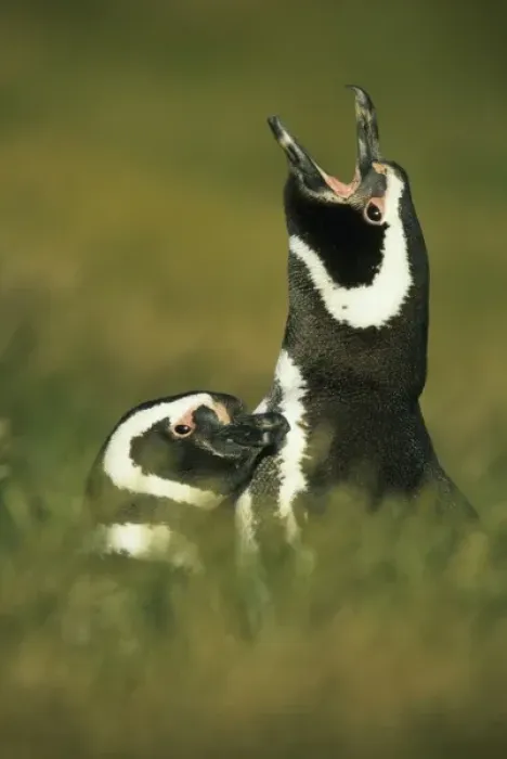 Framed Print : Magellanic Penguins, (Spheniscus magellanicus), parent and young, New Island, Falkland Islands Framed Print : Magellanic Penguins, (Spheniscus magellanicus), parent and young, New Island, Falkland Islands
