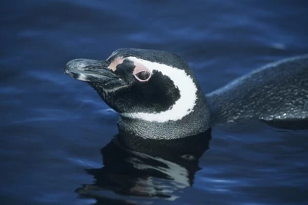 Magellanic Penguins, (Spheniscus magellanicus), Falkland Islands, Sea Lion Island
