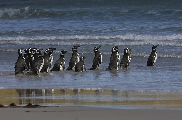Magellanic Penguins (Spheniscus magellanicus), Keppel Island, off north coast of West Falkland