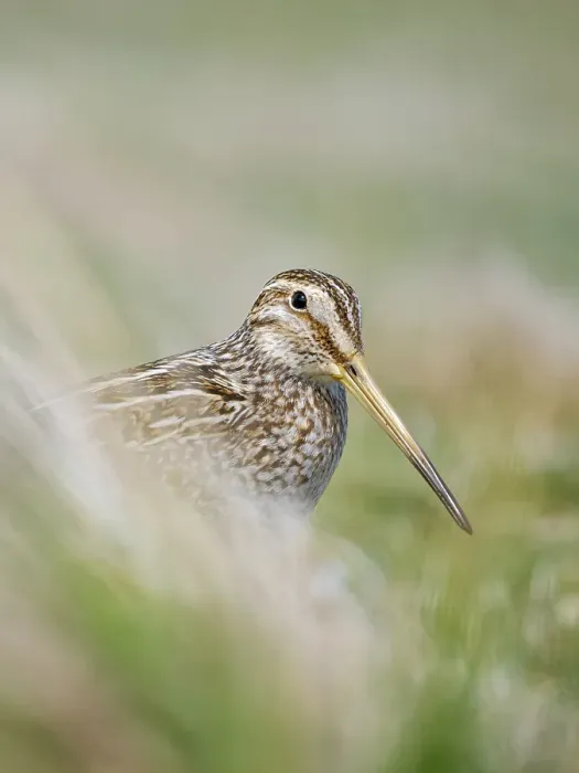 Framed Print : Magellanic Snipe. Sea Lion Island, spring Framed Print : Magellanic Snipe. Sea Lion Island, spring