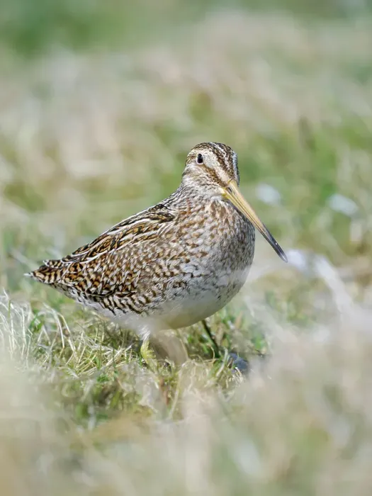 Framed Print : Magellanic Snipe. Sea Lion Island, spring Framed Print : Magellanic Snipe. Sea Lion Island, spring