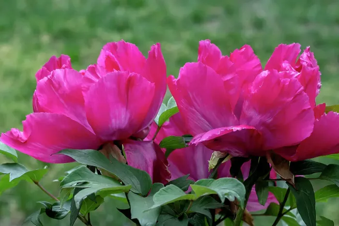Framed Print : Magenta Chinese peony Framed Print : Magenta Chinese peony
