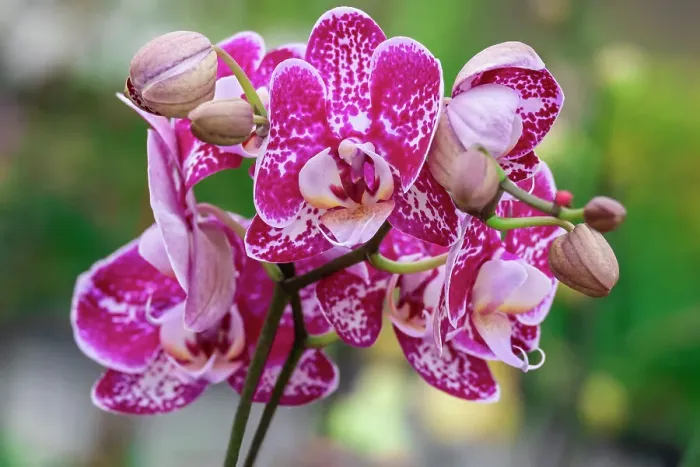 Framed Print : Magenta Speckled moth Orchid