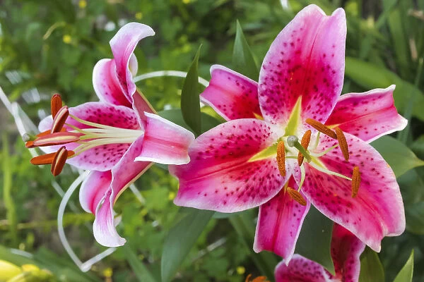 Magenta Stargazer lily