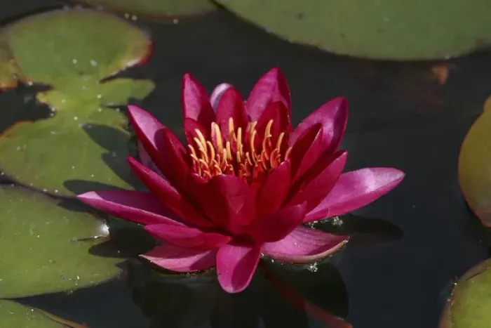 Framed Print : Magenta Waterlily Framed Print : Magenta Waterlily