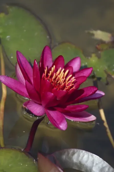 Framed Print : Magenta Waterlily Framed Print : Magenta Waterlily