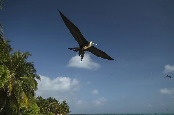 Magnificent Frigatebird (Fregata magnificens), Halfmoon Caye, Lighthouse Reef Atoll