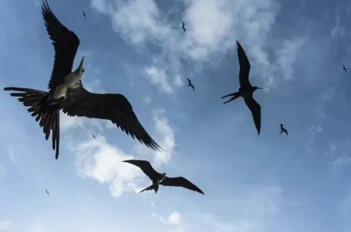 Framed Print : Magnificent Frigatebird (Fregata magnificens), Halfmoon Caye, Lighthouse Reef Atoll