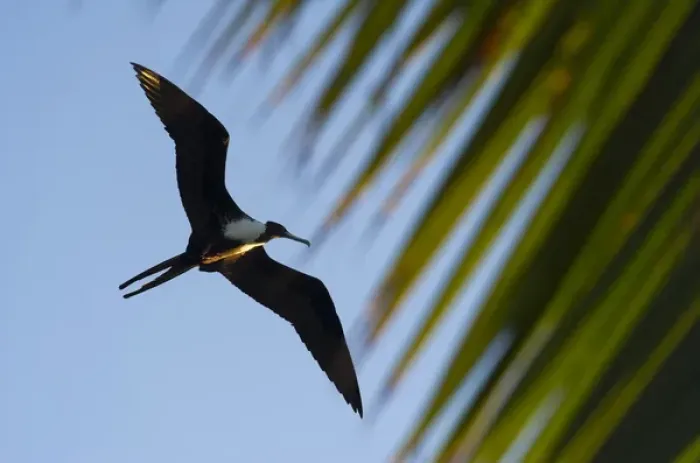 Framed Print : Magnificent Frigatebird (Fregata magnificens), Halfmoon Caye, Lighthouse Reef Atoll