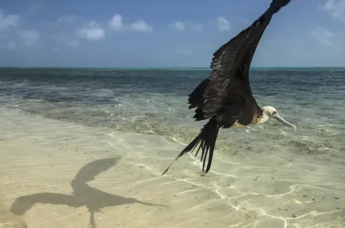 Framed Print : Magnificent Frigatebird (Fregata magnificens), Halfmoon Caye, Lighthouse Reef Atoll