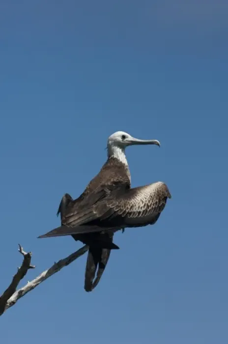 Framed Print : Magnificent Frigatebird (Fregata magnificens) Juvenile Isabela Island. Galapagos Islands, Ecuador