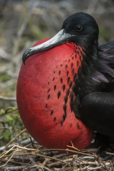 Framed Print : Magnificent Frigatebird (Fregata magnificens) Male with pouch inflated