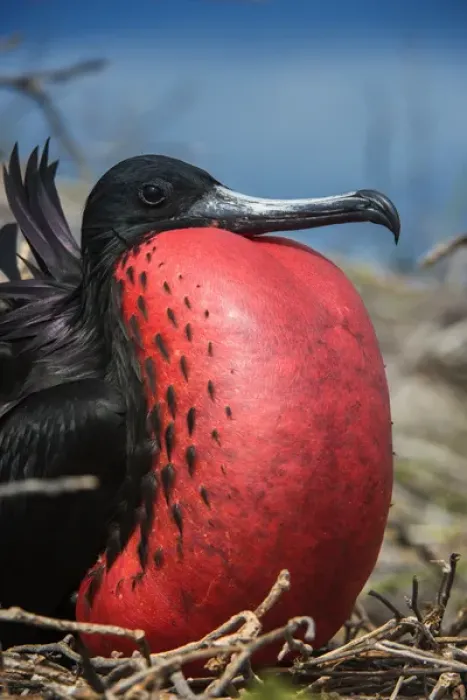 Framed Print : Magnificent Frigatebird (Fregata magnificens) Male with pouch inflated