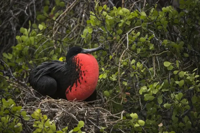 Framed Print : Magnificent Frigatebird (Fregata magnificens) Male with pouch inflated Framed Print : Magnificent Frigatebird (Fregata magnificens) Male with pouch inflated