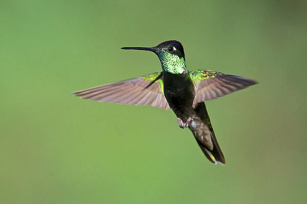 The magnificent hummingbird (Eugenes fulgens) is a large hummingbird found in the SW of the USA