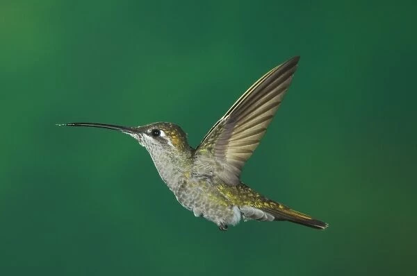 Magnificent Hummingbird, Eugenes fulgens, female in flight, Paradise, Chiricahua Mountains