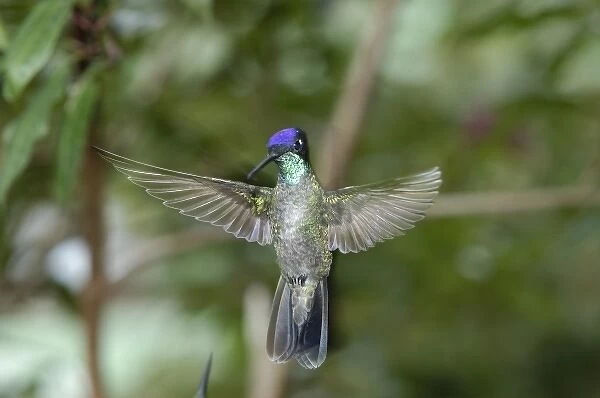 Magnificent Hummingbird, San Gerardo de Dota Cloud Forest, Costa Rica
