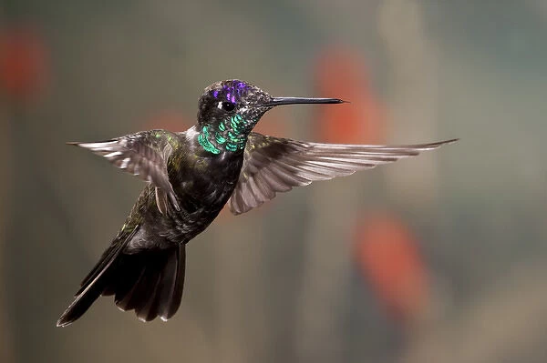 Magnificent (Rivoli s) Hummingbird Eugenes fulgens Southern Arizona