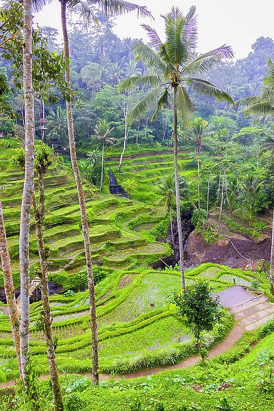 The magnificent Tegallalang Rice Terraces viewed from above in a forest of palm trees. Walking among the many amazing tiers