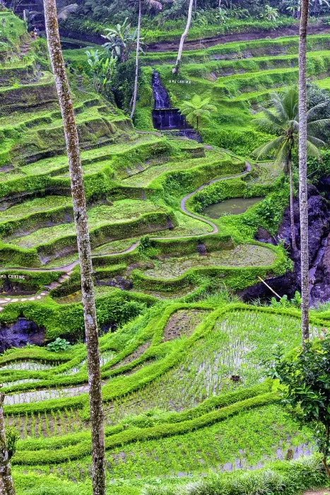 Framed Print : The magnificent Tegallalang Rice Terraces viewed from above in a forest of palm trees. Walking among the many amazing tiers Framed Print : The magnificent Tegallalang Rice Terraces viewed from above in a forest of palm trees. Walking among the many amazing tiers
