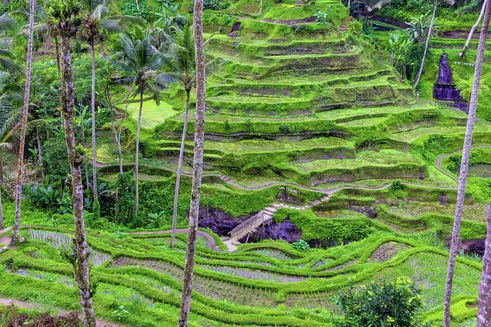 Framed Print : The magnificent Tegallalang Rice Terraces viewed from above in a forest of palm trees. Walking among the many amazing tiers