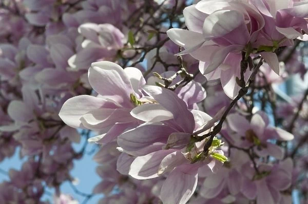 Magnolia blossoms in springtime against a blue sky
