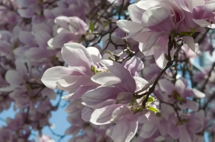 Framed Print : Magnolia blossoms in springtime against a blue sky
