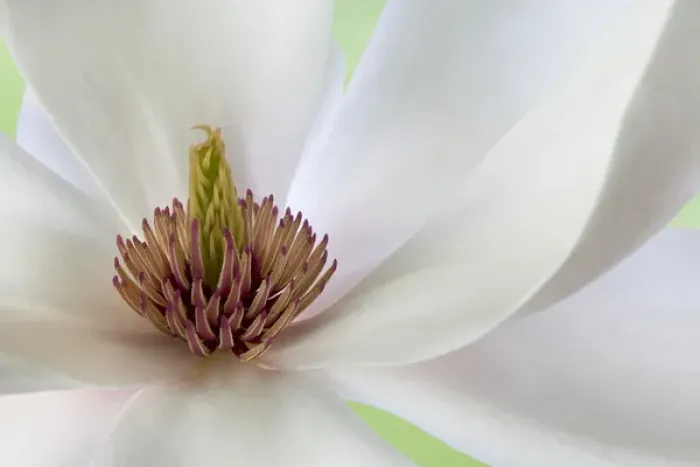 Framed Print : Detail of magnolia flower. Credit as: Don Paulson  /  Jaynes Gallery  /  DanitaDelimont