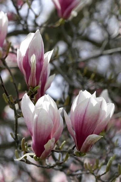 Magnolia Liliiflora blooms during spring in Boise, Idaho