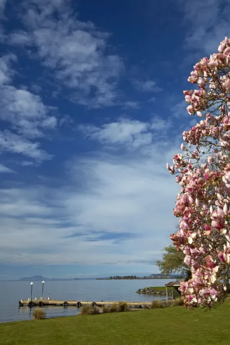 Framed Print : Magnolia tree in bloom, and Lake Taupo, Braxmere, Tokaanu, near Turangi, North Island