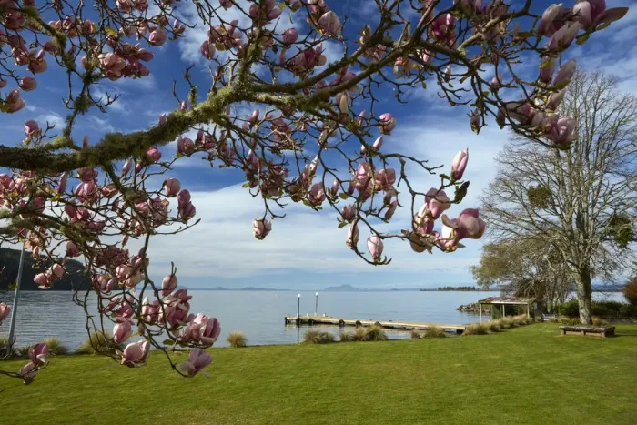 Framed Print : Magnolia tree in bloom, and Lake Taupo, Braxmere, Tokaanu, near Turangi, North Island