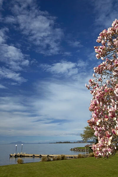 Magnolia tree in bloom, and Lake Taupo, Braxmere, Tokaanu, near Turangi, North Island