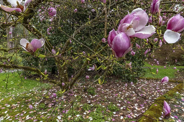 Magnolia tree in spring bloom at the Arboretum in Seattle, Washington State, USA
