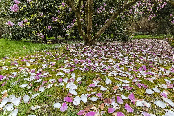 Magnolia trees flowering in spring at the Arboretum in Seattle, Washington, USA